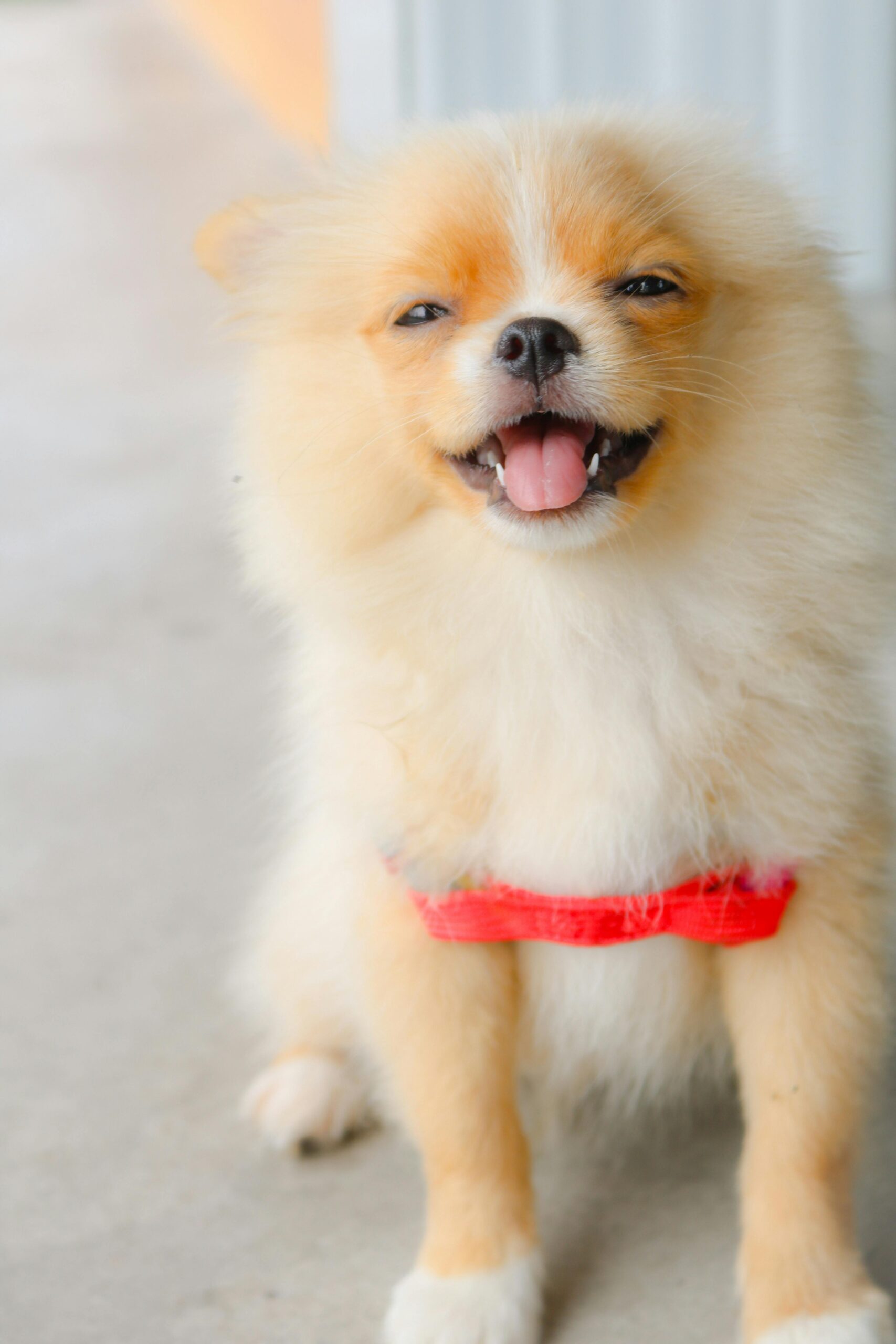 Delightful Pomeranian puppy with fluffy fur and a bright red harness, happily smiling indoors.
