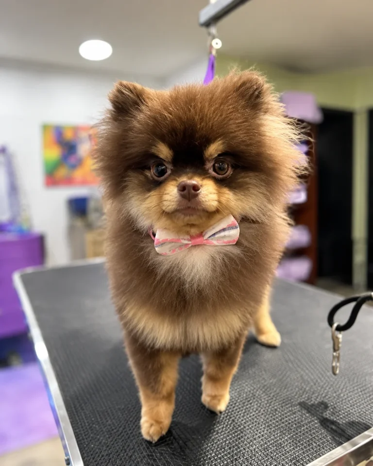 Fluffy brown dog wearing a pink bow tie on a grooming table