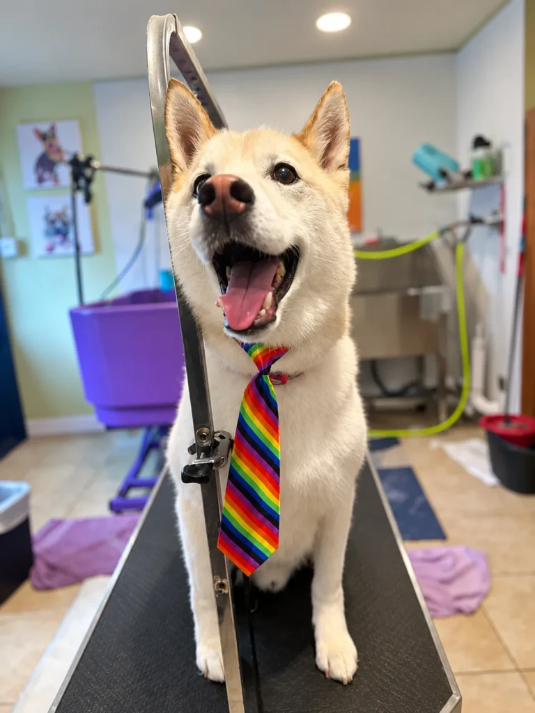 Tan dog wearing a rainbow-striped tie after grooming