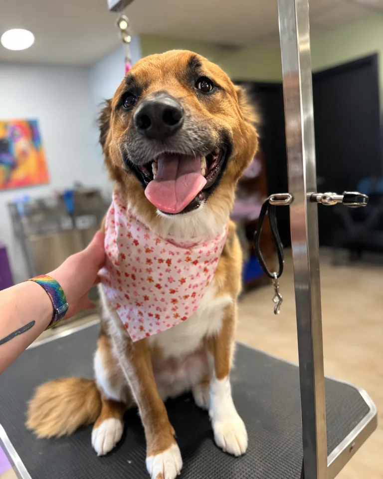 Brown dog with a white chest wearing a pink floral bandana