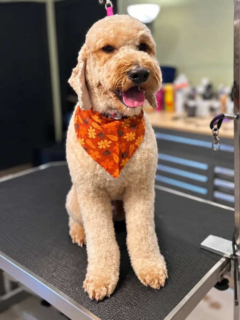 Cream curly-coated dog wearing an orange floral bandana after grooming