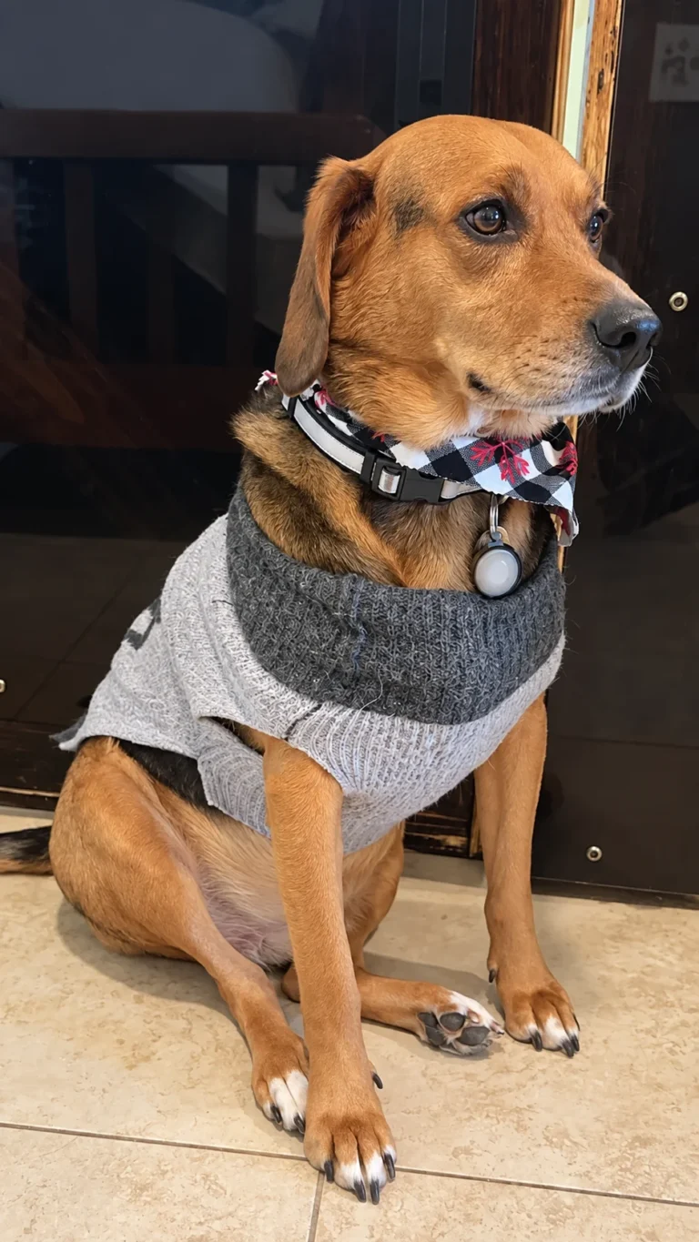 Brown dog in a gray sweater sitting on the salon floor
