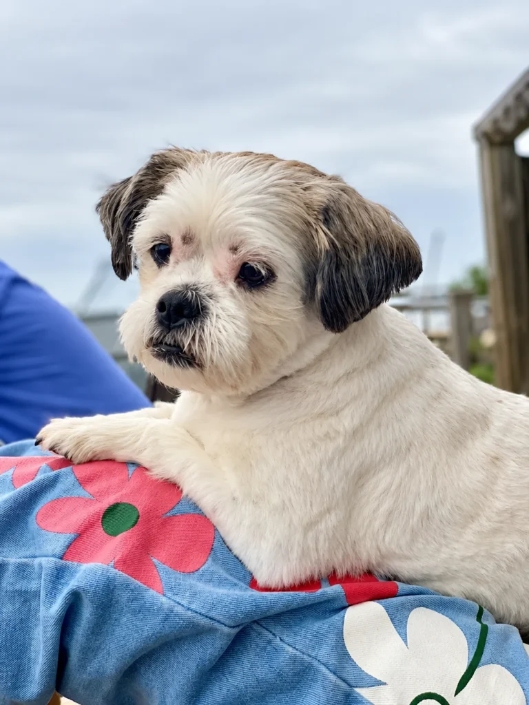 Small white dog with dark ears resting on a colorful floral blanket