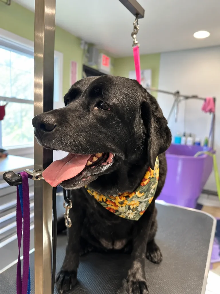 Dark-coated dog wearing a yellow floral bandana on a grooming table