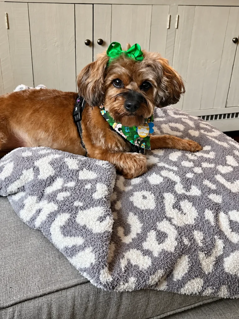 Brown dog with green hair bows resting on a paw-print blanket
