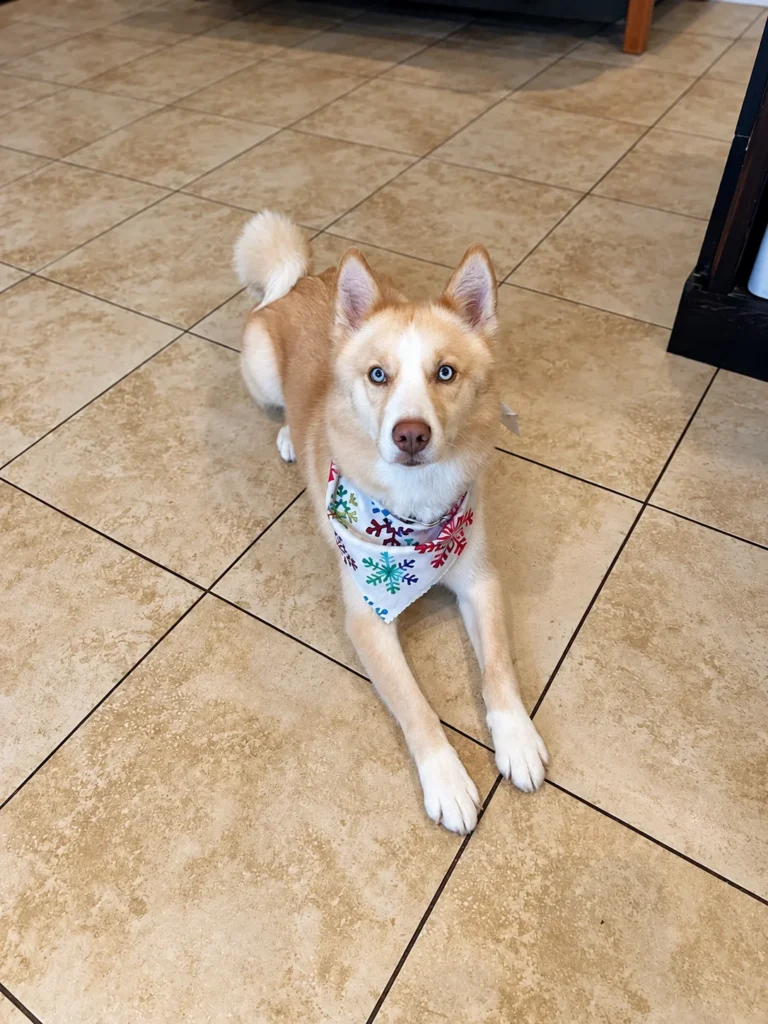 Tan-and-white dog wearing a snowflake-patterned bandana on the salon floor