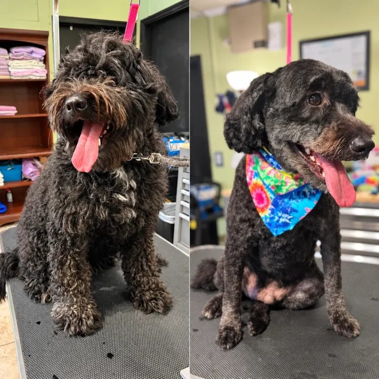 Side-by-side photographs of a dark curly-coated dog before and after grooming