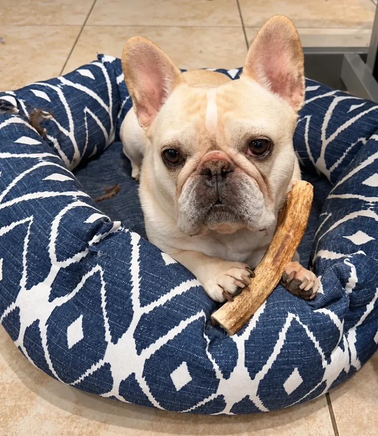 Cream French bulldog resting in a navy patterned bed with a chew