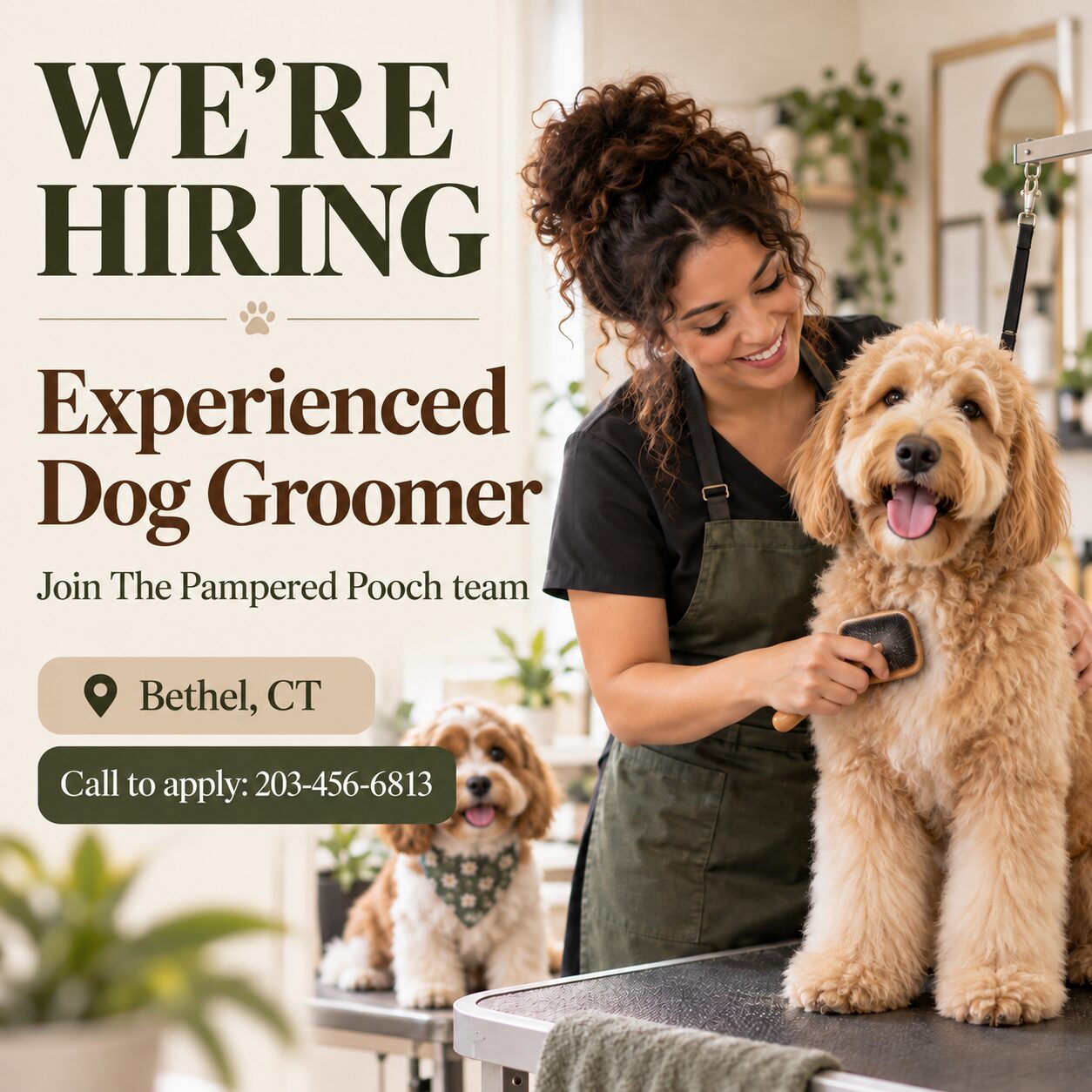 The Pampered Pooch hiring ad for an experienced dog groomer; call 203-456-6813