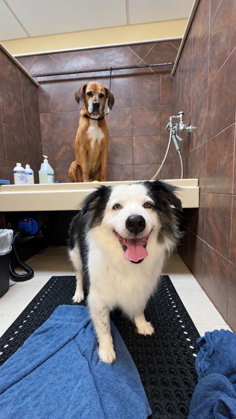 SERVICES Black-and-white dog in the wash area, with a brown dog in the tub behind it.